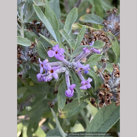 Buddleia alternifolia 'Argentea', Silver Fountain Butterfly Bush