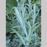 Buddleia alternifolia 'Argentea', Silver Fountain Butterfly Bush