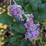 Buddleia x pikei 'Hever Castle', Butterfly Bush
