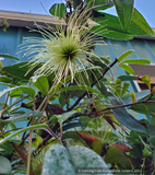 Vines ~ Clematis otophera ~ Dancing Oaks Nursery and Gardens ~ Retail Nursery ~ Mail Order Nursery