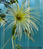 Vines ~ Clematis otophera ~ Dancing Oaks Nursery and Gardens ~ Retail Nursery ~ Mail Order Nursery