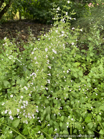 Perennials ~ Calamintha nepeta ssp. glandulosa 'White Cloud', White Calamint ~ Dancing Oaks Nursery and Gardens ~ Retail Nursery ~ Mail Order Nursery
