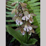 Calanthe discolor, Discolor Hardy Calanthe Orchid