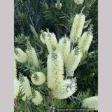 Callistemon 'Wetland's Challenged Mutant’, Bottlebrush
