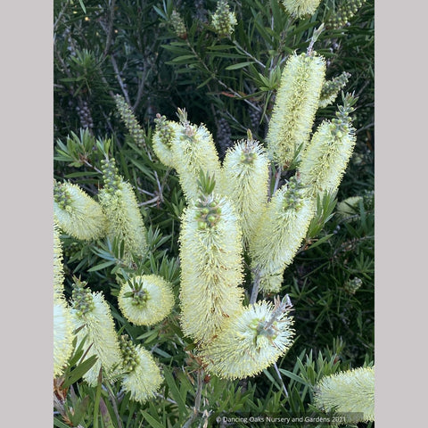 Callistemon 'Wetland's Challenged Mutant’, Bottlebrush
