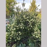 Callistemon 'Wetland's Challenged Mutant’, Bottlebrush