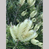 Callistemon 'Wetland's Challenged Mutant’, Bottlebrush