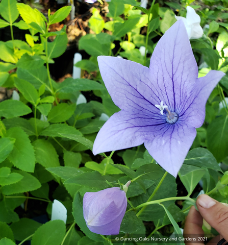 Platycodon grandiflorus 'Mixed Hybrids', Balloon Flower