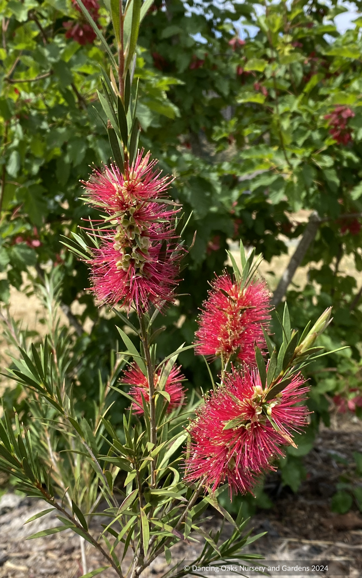 Shrubs ~ Callistemon 'Woodlander’s Hardy', Bottlebrush~ Dancing Oaks Nursery and Gardens ~ Retail Nursery ~ Mail Order Nursery