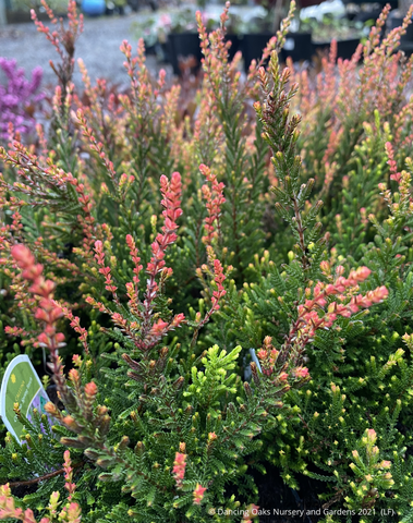 Perennials ~ Calluna vulgaris 'Spring Torch', Summer Flowering Heather ~ Dancing Oaks Nursery and Gardens ~ Retail Nursery ~ Mail Order Nursery