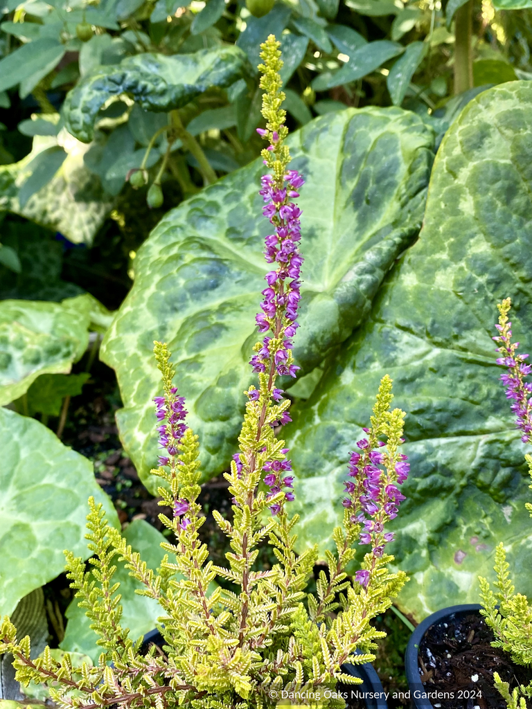 calluna vulgaris plant Calluna vulgaris 'Firefly', Firefly Heather – Dancing Oaks Nursery and  Gardens