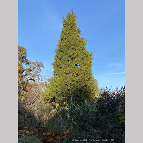 Trees ~ Calocedrus decurrens , California Incense Cedar ~ Dancing Oaks Nursery and Gardens ~ Retail Nursery ~ Mail Order Nursery
