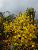 Shrubs ~ Calycanthus x raulstonii 'Hartlage Wine', Sweetshrub ~ Dancing Oaks Nursery and Gardens ~ Retail Nursery ~ Mail Order Nursery
