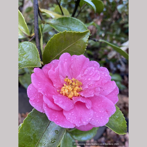 Camellia 'Winter's Joy'