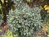 Shrubs ~ Camellia x williamsii ‘Night Rider’ ~ Dancing Oaks Nursery and Gardens ~ Retail Nursery ~ Mail Order Nursery