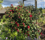 Shrubs ~ Camellia x williamsii ‘Night Rider’ ~ Dancing Oaks Nursery and Gardens ~ Retail Nursery ~ Mail Order Nursery