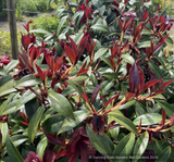 Shrubs ~ Camellia x williamsii ‘Night Rider’ ~ Dancing Oaks Nursery and Gardens ~ Retail Nursery ~ Mail Order Nursery