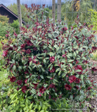 Shrubs ~ Camellia x williamsii ‘Night Rider’ ~ Dancing Oaks Nursery and Gardens ~ Retail Nursery ~ Mail Order Nursery