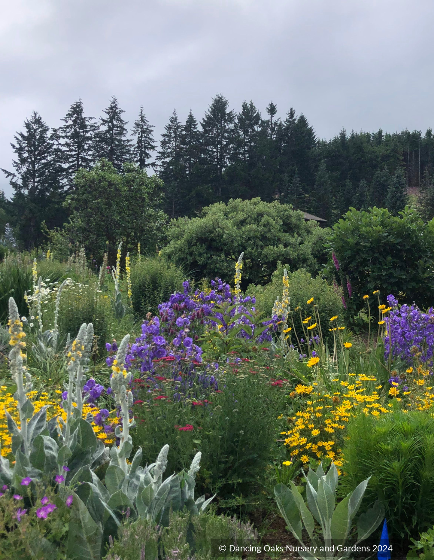 Perennials ~ Campanula persicifolia 'Blue Bloomers', Bellflower ~ Dancing Oaks Nursery and Gardens ~ Retail Nursery ~ Mail Order Nursery