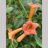 Campsis x tagliabuana 'Guilfoylei', Trumpet Vine