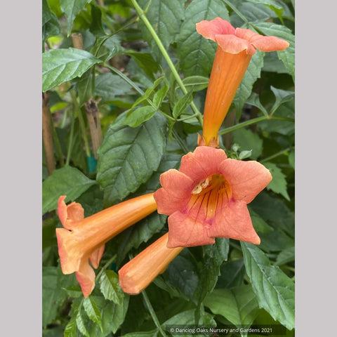 Campsis x tagliabuana 'Guilfoylei', Trumpet Vine