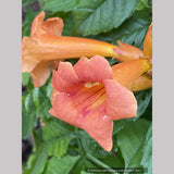 Campsis x tagliabuana 'Guilfoylei', Trumpet Vine