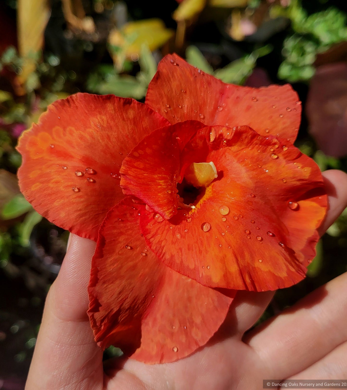 Perennials ~ Canna 'Australia' ~ Dancing Oaks Nursery and Gardens ~ Retail Nursery ~ Mail Order Nursery