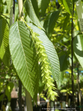 Carpinus fangiana, Monkey-tail Hornbeam