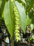 Carpinus fangiana, Monkey-tail Hornbeam