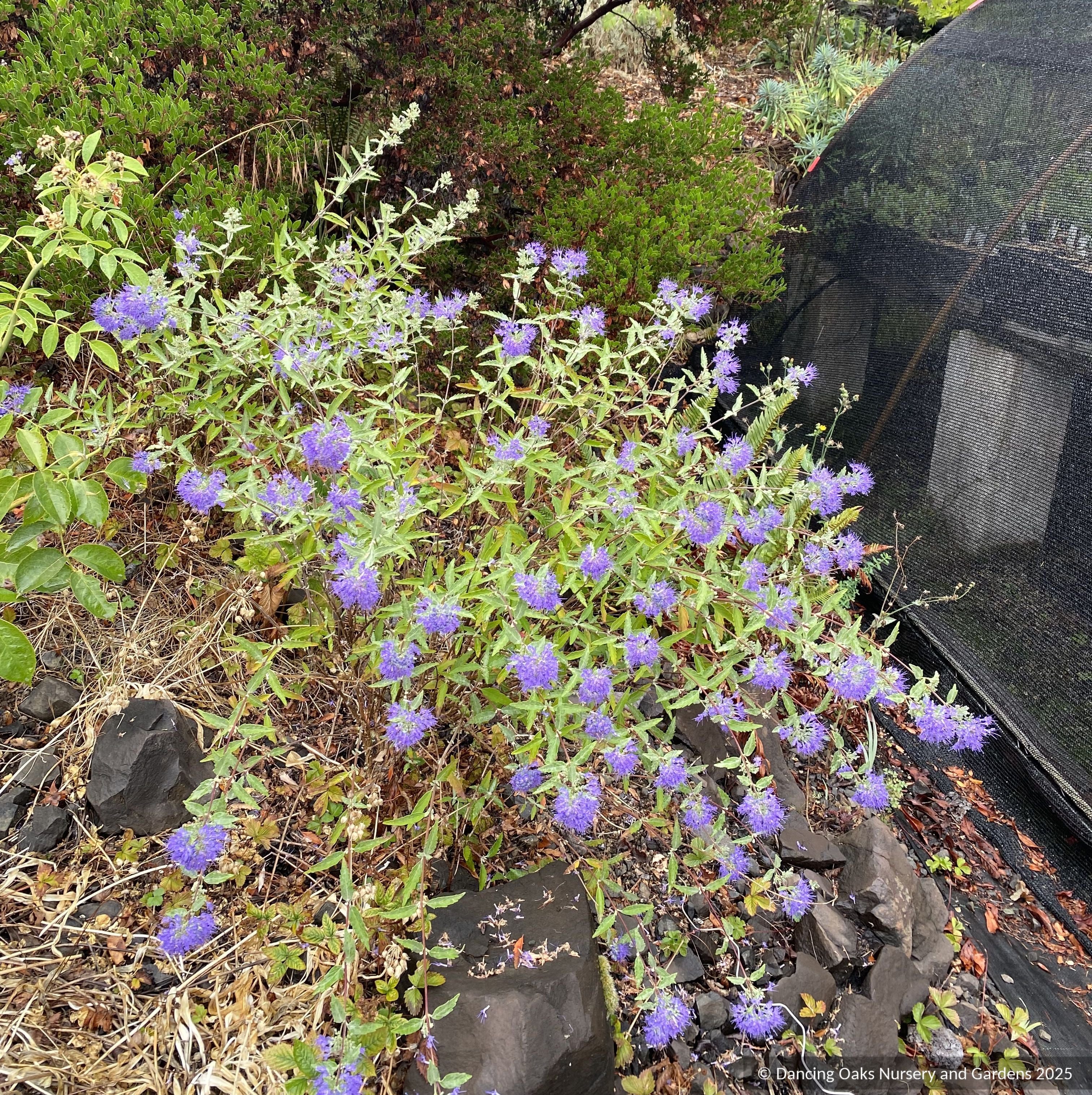 Caryopteris × clandonensis 'Longwood Blue', Bluebeard – Dancing
