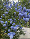 Shrubs ~ Ceanothus thyrsiflorus 'Umpqua Sky', California Lilac ~ Dancing Oaks Nursery and Gardens ~ Retail Nursery ~ Mail Order Nursery