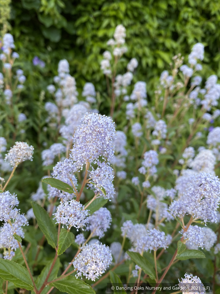 Ceanothus × delileanus 'Gloire de Versailles', California Lilac