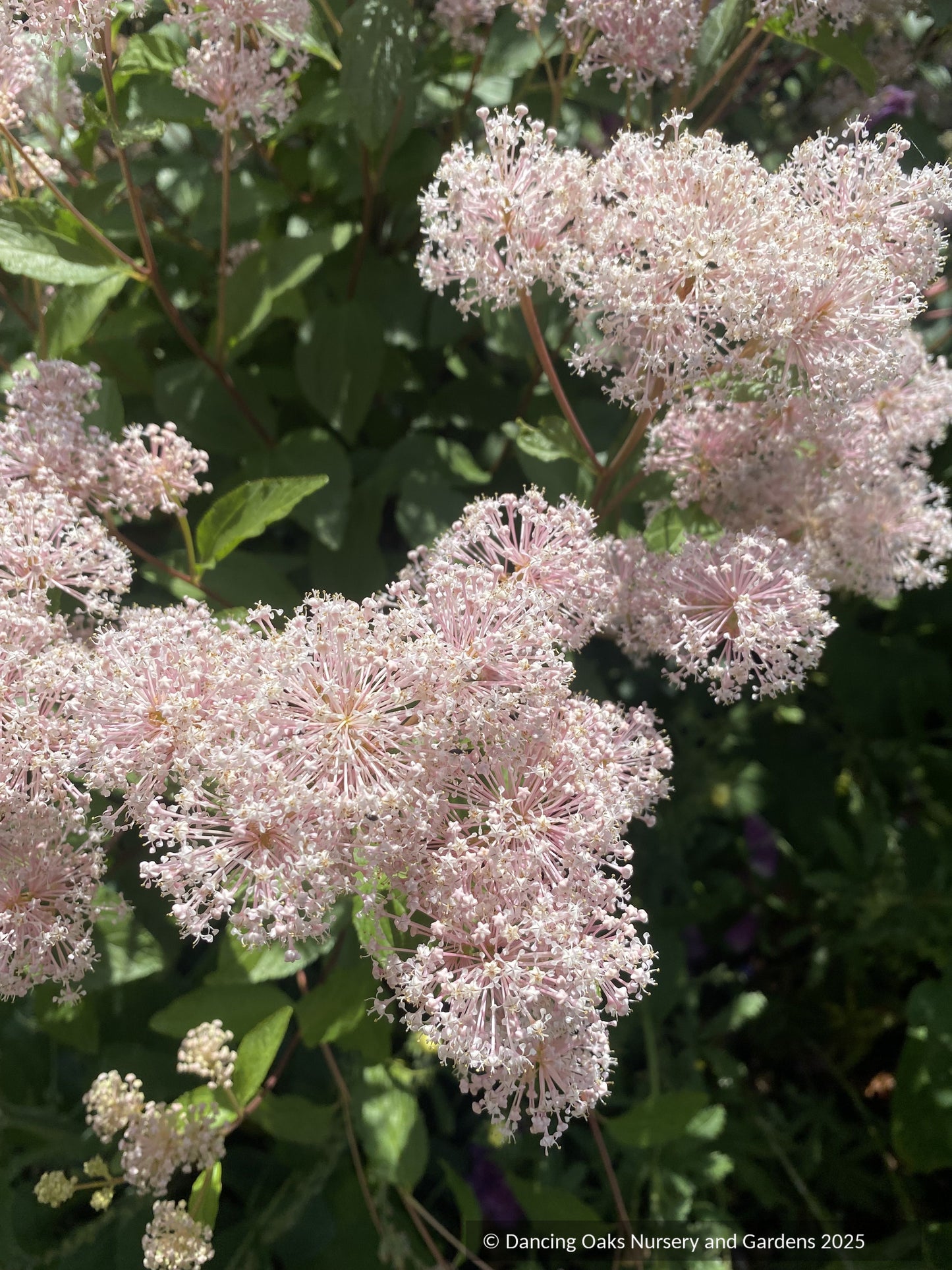 Shrubs ~ Ceanothus x pallidus 'Marie Simon' ~ Dancing Oaks Nursery and Gardens ~ Retail Nursery ~ Mail Order Nursery