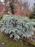 Shrubs ~ Cedrus atlantica 'Sapphire Nymph', Sapphire Nymph Dwarf Atlas Cedar ~ Dancing Oaks Nursery and Gardens ~ Retail Nursery ~ Mail Order Nursery