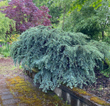 Shrubs ~ Cedrus atlantica 'Sapphire Nymph', Sapphire Nymph Dwarf Atlas Cedar ~ Dancing Oaks Nursery and Gardens ~ Retail Nursery ~ Mail Order Nursery