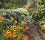 Shrubs ~ Cedrus atlantica 'Sapphire Nymph', Sapphire Nymph Dwarf Atlas Cedar ~ Dancing Oaks Nursery and Gardens ~ Retail Nursery ~ Mail Order Nursery