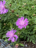 Perennials ~ Centaurea dealbata, Persian Cornflower ~ Dancing Oaks Nursery and Gardens ~ Retail Nursery ~ Mail Order Nursery