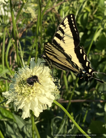 Cephalaria gigantea, Giant Pincushion Flower