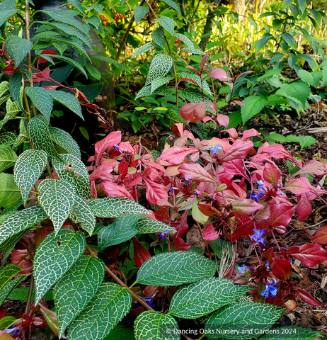 Ground Covers ~ Ceratostigma plumbaginoides, Plumbago ~ Dancing Oaks Nursery and Gardens ~ Retail Nursery ~ Mail Order Nursery