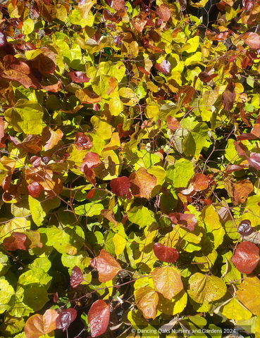 Cercis canadensis Flame Thrower™ NC2016-2, Eastern Redbud
