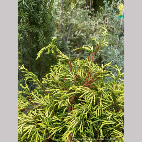 Chamaecyparis obtusa 'Gitte', Gitte Hinoki Cypress