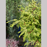 Chamaecyparis obtusa 'Gitte', Gitte Hinoki Cypress