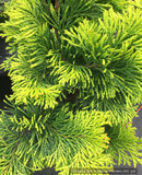 Trees ~ Chamaecyparis obtusa 'Gold Post', Hinoki Cypress ~ Dancing Oaks Nursery and Gardens ~ Retail Nursery ~ Mail Order Nursery