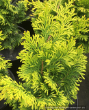 Trees ~ Chamaecyparis obtusa 'Gold Post', Hinoki Cypress ~ Dancing Oaks Nursery and Gardens ~ Retail Nursery ~ Mail Order Nursery