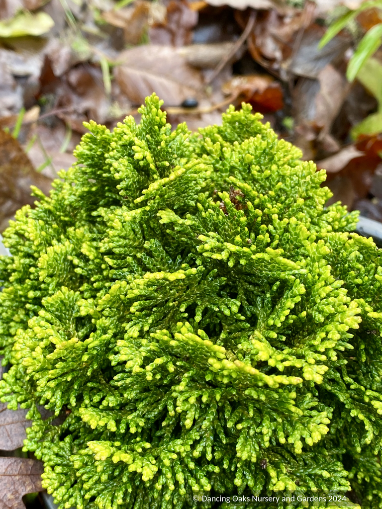 Chamaecyparis obtusa 'Golden Hage', Dwarf Hinoki Cypress – Dancing