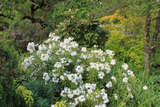 Shrubs ~ Choisya 'Aztec Pearl', Mexican Orange ~ Dancing Oaks Nursery and Gardens ~ Retail Nursery ~ Mail Order Nursery