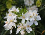 Shrubs ~ Choisya 'Aztec Pearl', Mexican Orange ~ Dancing Oaks Nursery and Gardens ~ Retail Nursery ~ Mail Order Nursery