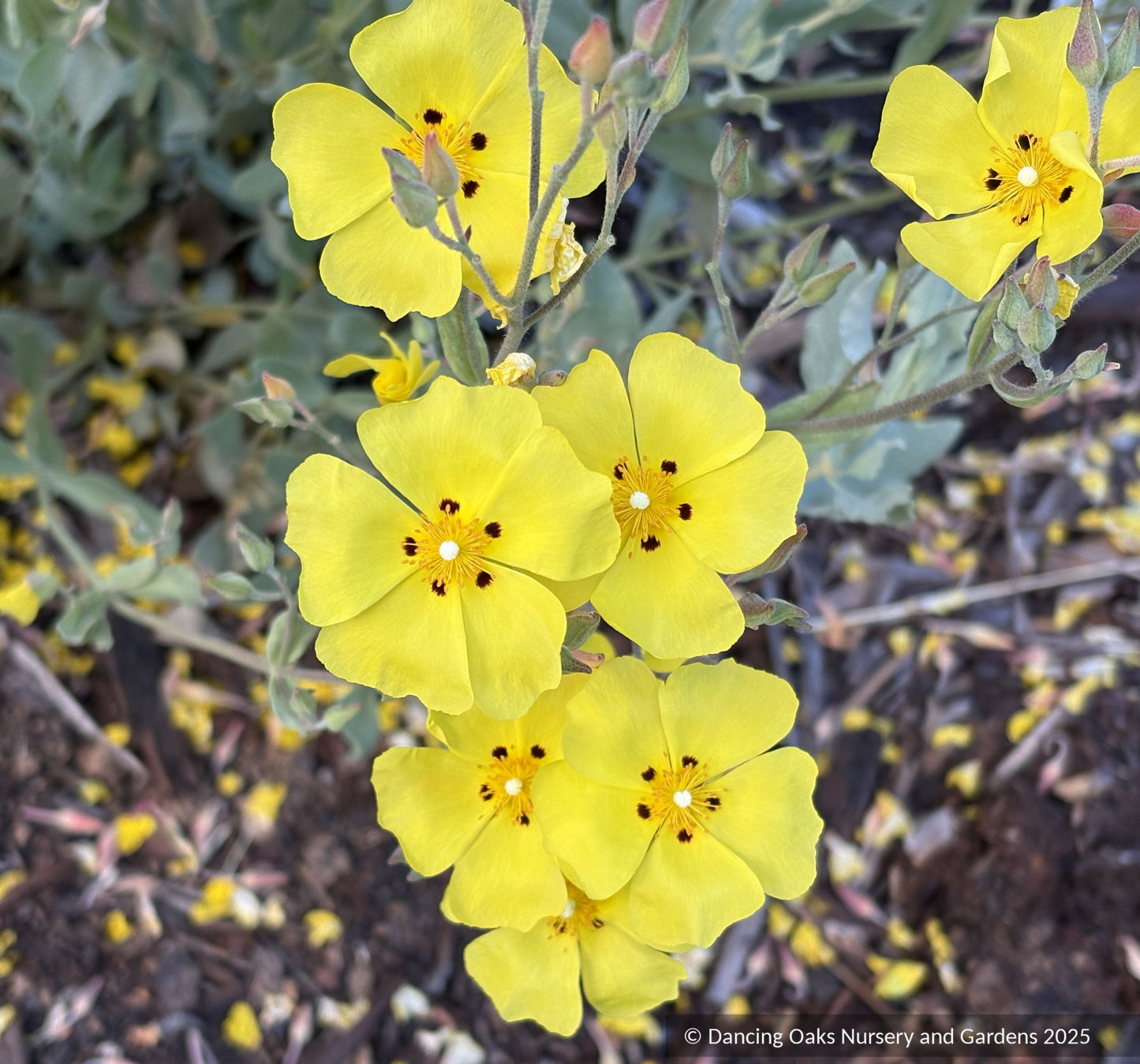 Shrubs ~ Cistus x tardiflorens, Rockrose ~ Dancing Oaks Nursery and Gardens ~ Retail Nursery ~ Mail Order Nursery