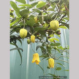 Vines ~  Clematis otophera ~ Dancing Oaks Nursery and Gardens ~ Retail Nursery ~ Mail Order Nursery