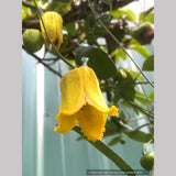 Vines ~ Clematis otophera ~ Dancing Oaks Nursery and Gardens ~ Retail Nursery ~ Mail Order Nursery